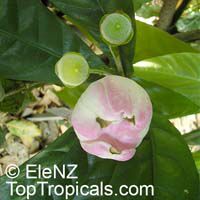 Gustavia superba, Membrillo, Heaven Lotus

Click to see full-size image