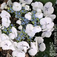 Hydrangea sp., Hydrangea

Click to see full-size image