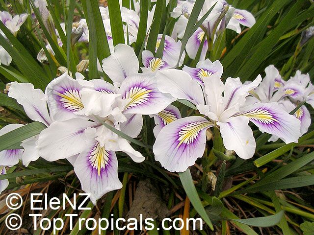 Iris sp. (Beardless irises), Beardless Irises, Water Irises