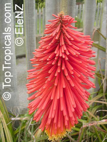 Kniphofia sp., Red Hot Poker, Torch Lily