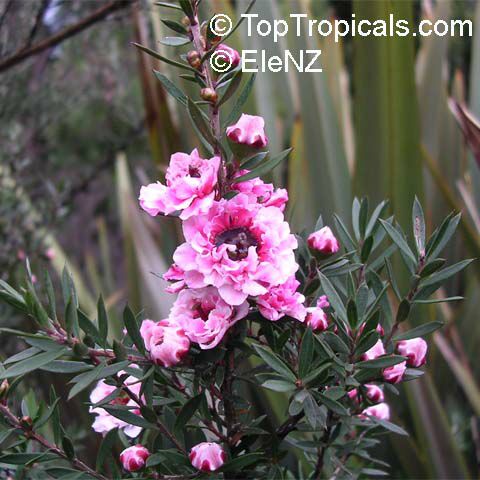 Leptospermum scoparium, Manuka, New Zealand Tea Tree
