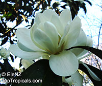 Magnolia doltsopa, Michelia excelsa, Magnolia exelsa, Sweet Michelia

Click to see full-size image