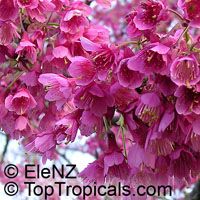 Prunus campanulata, Taiwan Cherry, Formosan Cherry. Prunus campanulata Superba