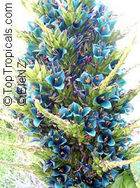 Puya alpestris, Pitcairnia alpestris, Sapphire Tower

Click to see full-size image
