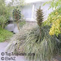 Puya alpestris, Pitcairnia alpestris, Sapphire Tower

Click to see full-size image