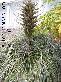 Puya chilensis - seeds

Click to see full-size image