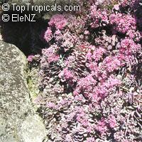 Sedum cauticola, Hylotelephium cauticola, Stonecrop

Click to see full-size image