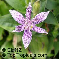 Tricyrtis hirta, Toad Lily

Click to see full-size image