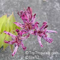 Tricyrtis hirta, Toad Lily

Click to see full-size image