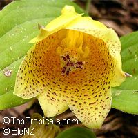 Tricyrtis macrantha, Tricyrtis macranthopsis, Yellow Chinese Toad Lily

Click to see full-size image