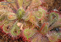 Drosera sp., Sundew

Click to see full-size image