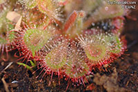 Drosera sp., Sundew

Click to see full-size image