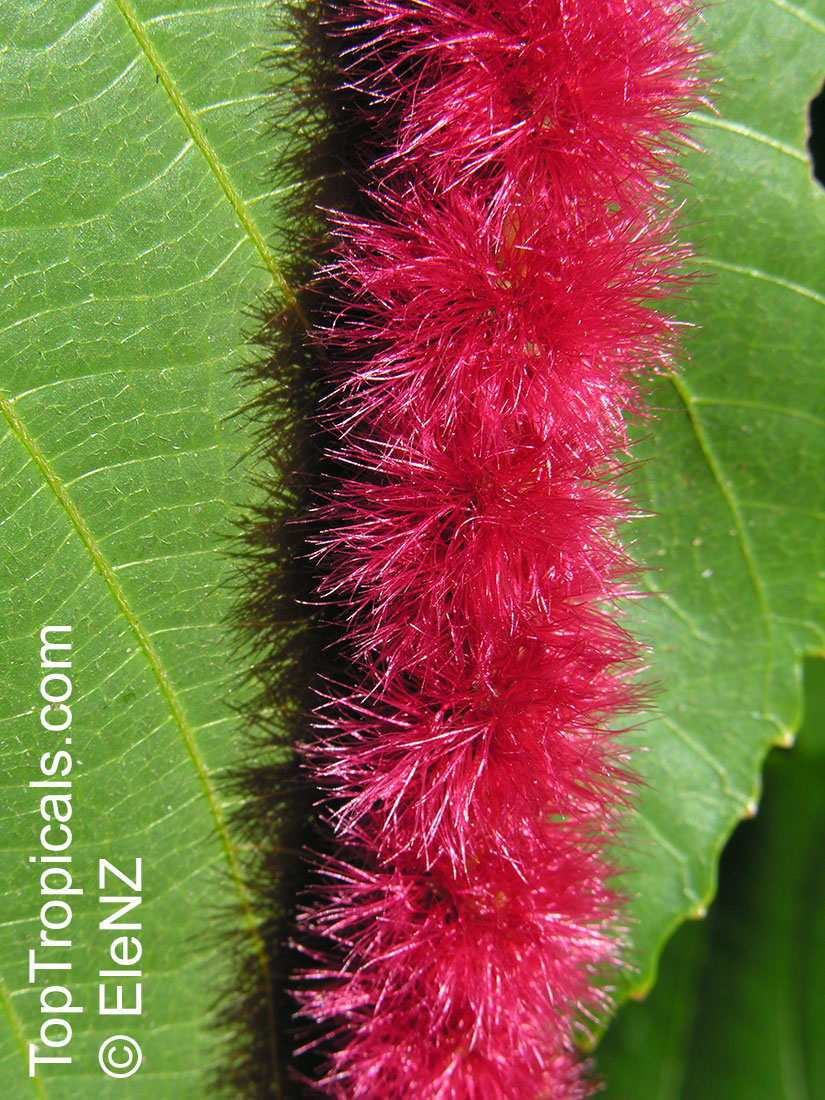 Acalypha Hispida Cat Tail Chenille Plant Red Hot Cattail Foxtail Red Hot Poker Toptropicals Com