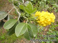 Argyrocytisus battandieri, Cytisus battandieri, Pineapple Broom

Click to see full-size image
