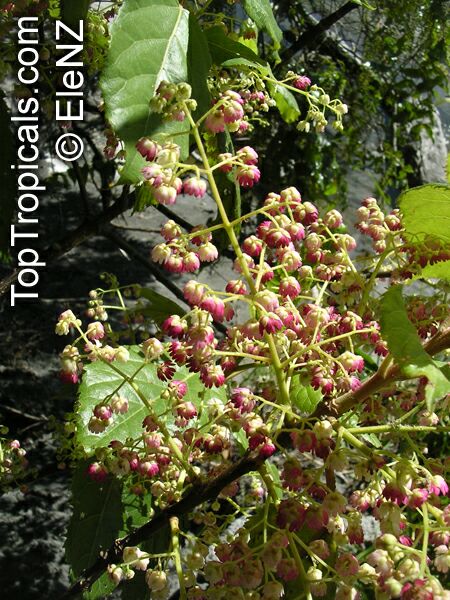 Aristotelia serrata, Aristotelia racemosa , Makomako, Wineberry