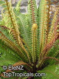 Blechnum discolor, Crown Fern 

Click to see full-size image
