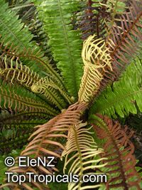 Blechnum discolor, Crown Fern 

Click to see full-size image