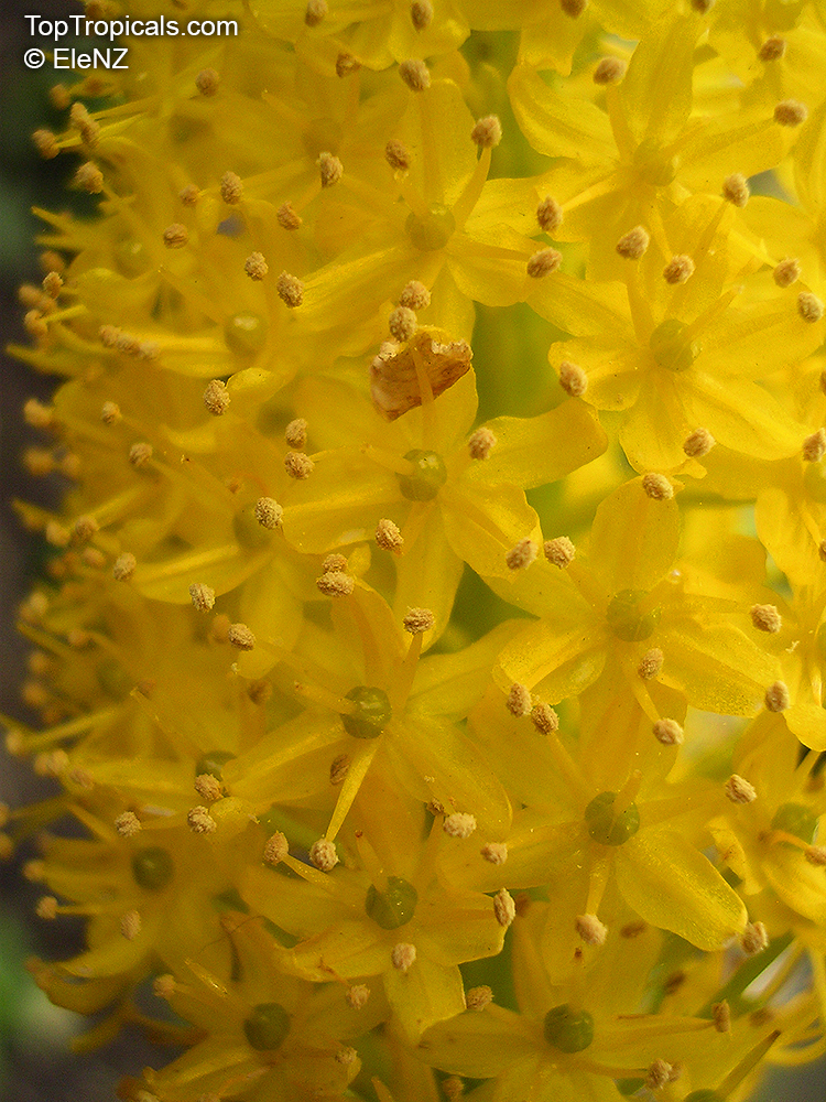 Bulbinella sp., Bulbinella. Bulbinella floribunda
