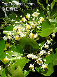 Calophyllum inophyllum, Alexandrian Laurel, Beauty Leaf, Oil-nut Tree, Tamanu, Mastwood 

Click to see full-size image