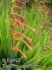 Chasmanthe aethiopica, Cobra Lily 

Click to see full-size image