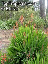 Chasmanthe aethiopica, Cobra Lily 