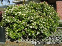 Choisya ternata , Mexican Orange Blossom