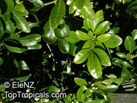 Choisya ternata , Mexican Orange Blossom