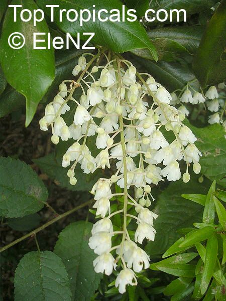 Clethra arborea, Lily of the Valley Tree