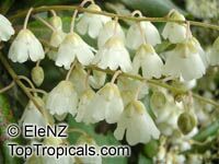 Clethra arborea, Lily of the Valley Tree

Click to see full-size image