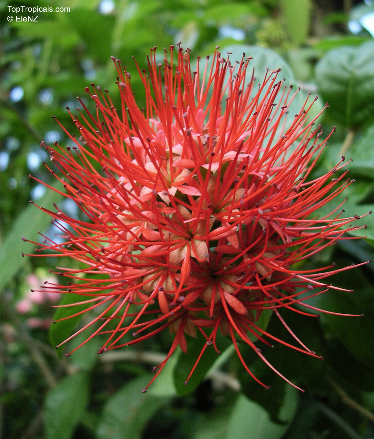 Combretum constrictum (Thailand Powderpuff) flower with spiky red stamens against blurred green foliage. Combretum constrictum (Thailand Powderpuff) red flower, close up of round spiky petals and stamens.