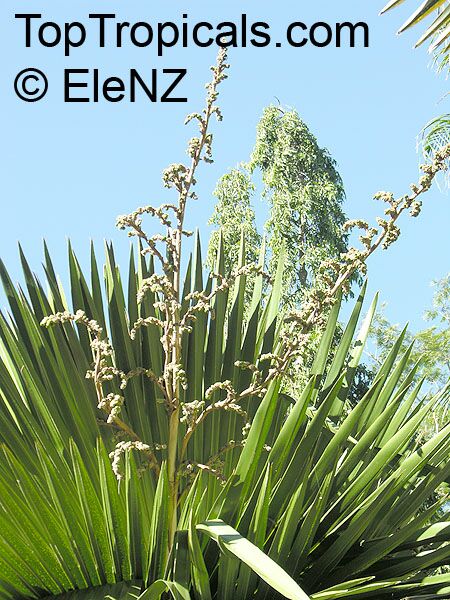 Copernicia macroglossa, Cuban Petticoat Palm