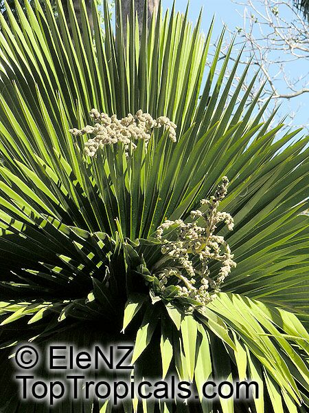 Copernicia macroglossa, Cuban Petticoat Palm