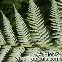 Cyathea dealbata, Alsophila tricolor, Silver Tree Fern, Ponga

Click to see full-size image