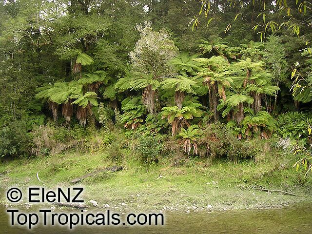 Cyathea sp., Tree Fern. New Zealand forest