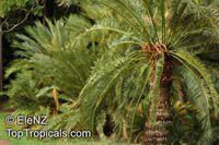Cycas angulata, Ngathu, Angular Cycas

Click to see full-size image