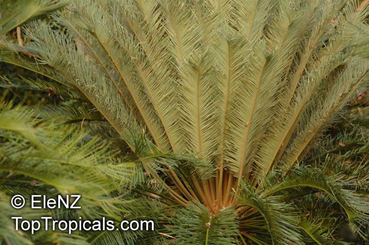 Cycas angulata, Angular Cycas, Ngathu