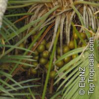 Cycas circinalis, Cycas undulata, Cycas wallichii, Queen Sago

Click to see full-size image