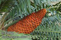 Encephalartos gratus, Malawi Cycad, Mulanje Cycad

Click to see full-size image