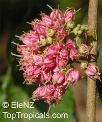 Melicope elleryana, Euodia elleryana, Pink Evodia, Pink Princess

Click to see full-size image