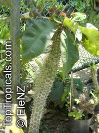 Euphorbia viguieri, Euphorbia

Click to see full-size image