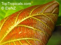 Ficus auriculata, Ficus roxburghii, Elephant ear fig tree, Giant Indian Fig

Click to see full-size image