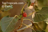 Ficus krishnae, Ficus benghalensis var. krishnae , Krishna Fig, Krishna Butter Cup 

Click to see full-size image
