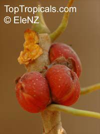 Ficus krishnae, Ficus benghalensis var. krishnae , Krishna Fig, Krishna Butter Cup 

Click to see full-size image
