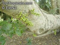 Ficus racemosa, Ficus glomerata, Cluster Fig, Gular

Click to see full-size image