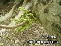 Ficus racemosa, Ficus glomerata, Cluster Fig, Gular

Click to see full-size image