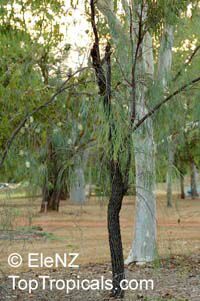 Grevillea parallela, Silver Oak, White Grevillea

Click to see full-size image