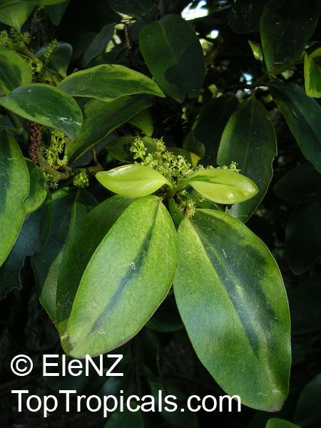 Griselinia sp., New Zealand Privet, Broadleaf, Puka