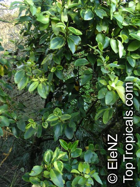 Griselinia sp., New Zealand Privet, Broadleaf, Puka