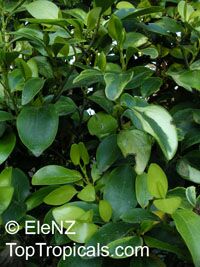 Griselinia sp., New Zealand Privet, Broadleaf, Puka

Click to see full-size image