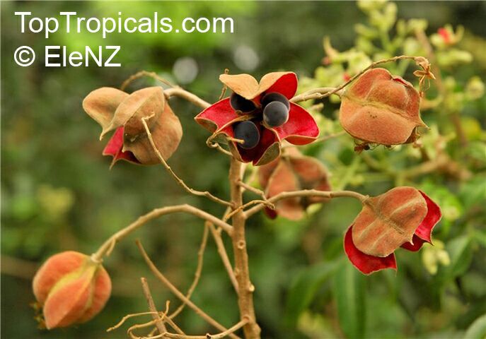 Majidea zanquebarica, Harpullia zanquebarica, Black Pearl, Velvet-seed Tree, Mgambo Tree